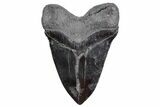 Serrated, Fossil Megalodon Tooth - Giant SC River Meg #360756-2